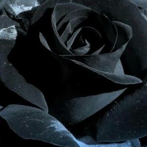 Meet your Posher, Bailey